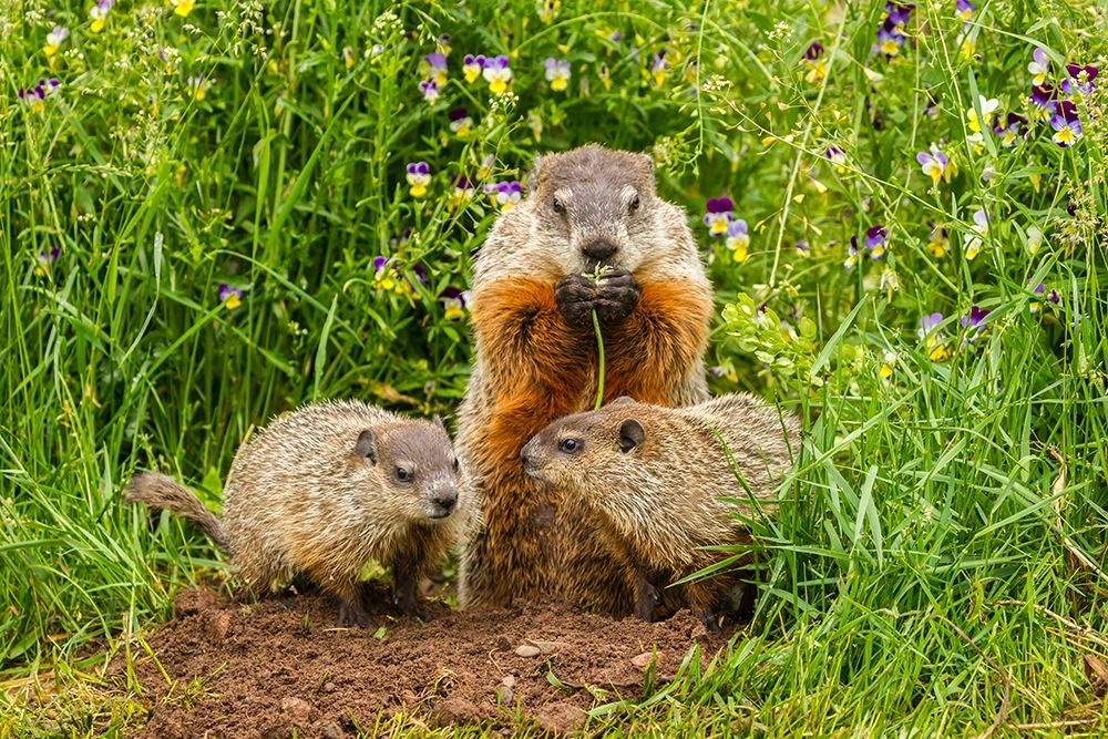 Minnesota-Pine County Adult woodchuck eating and kits